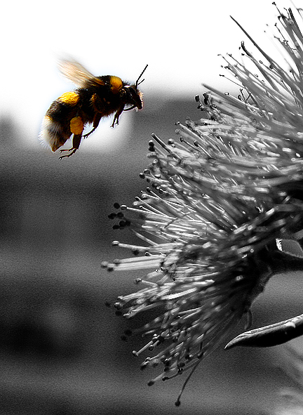 bumble bee 2