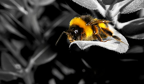 bumble bee1